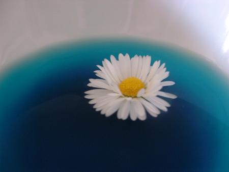 On fait des choses très jolies ac un bol, une pâquerette, de l'eau et de l'encre bleue...