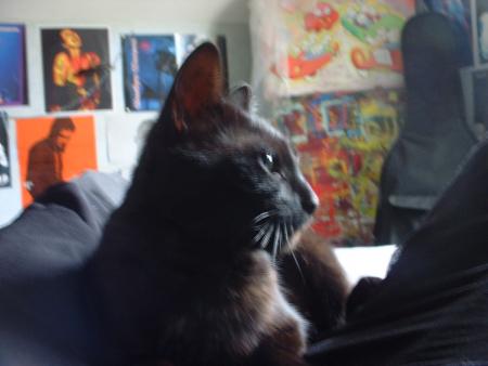 ma chatte, Mophine..